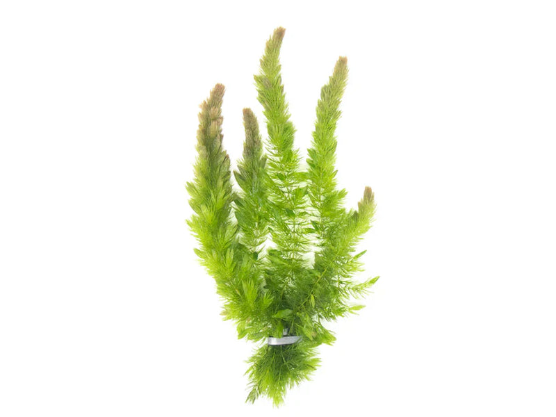 All Freshwater Plants