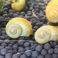 Jade Mystery Snail