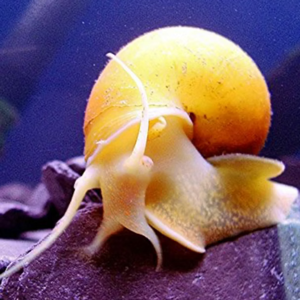 Gold Mystery Snail