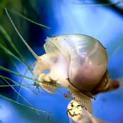 Ivory Mystery Snail