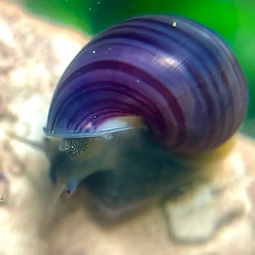 Purple/Brown Mystery Snail