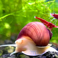 Magenta Mystery Snail