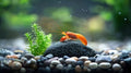 Mini Mexican Orange Lobster