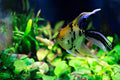 Koi Angelfish
