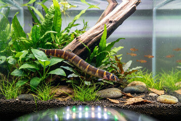 Khuli Loach