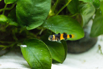 Bumblebee Goby