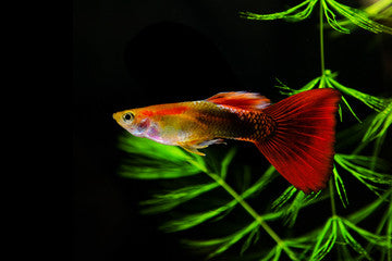 Red Delta Guppy