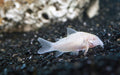 Albino Corydora