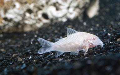 Albino Corydora