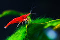 Red Cherry shrimp