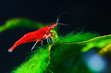 Red Cherry shrimp