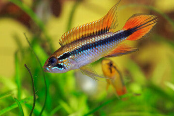 Double Red Apisto