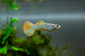 Lemon Cobra Guppy