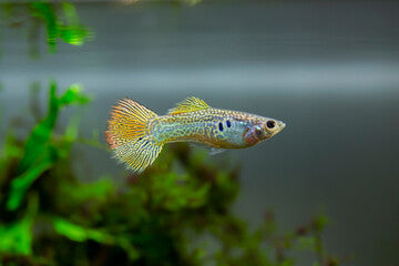 Lemon Cobra Guppy