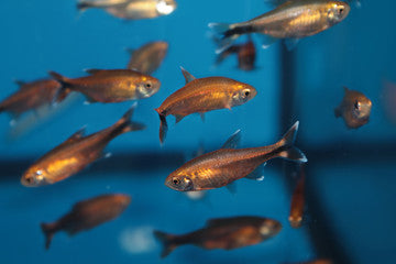 Silvertipped Tetra
