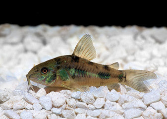 Peppered Corydora