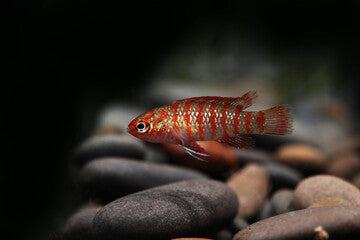 Scarlet Badi