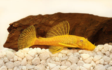 Albino Bushynose Pleco