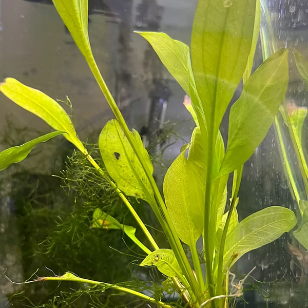 Amazon Sword