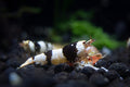 Black and White Japanese Shrimp