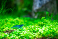 Blue Velvet Shrimp