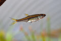 Brilliant Rasbora