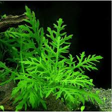 Water Wisteria