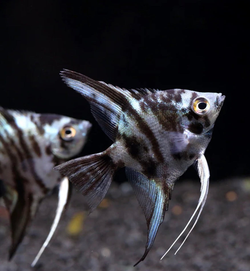 Blue Marble Angel Fish