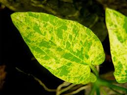 Marble Queen Radican Sword