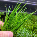Narrowleaf Micro Sword