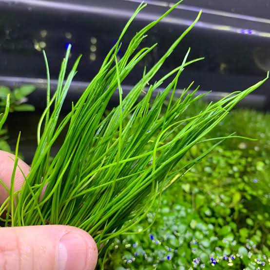 Narrowleaf Micro Sword