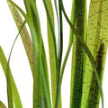 Spiralis 'Tiger'