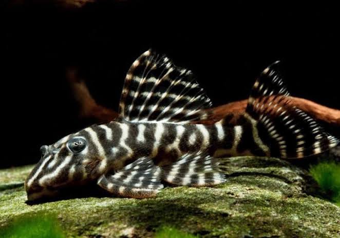 Black & White Colombian Zebra Pleco (L129)