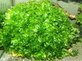 Subwassertang