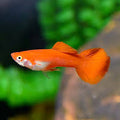 Flamingo Guppy pair