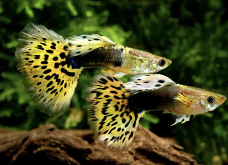 Leopard tuxedo guppy pair