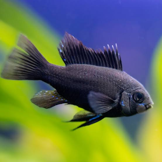 Black ram