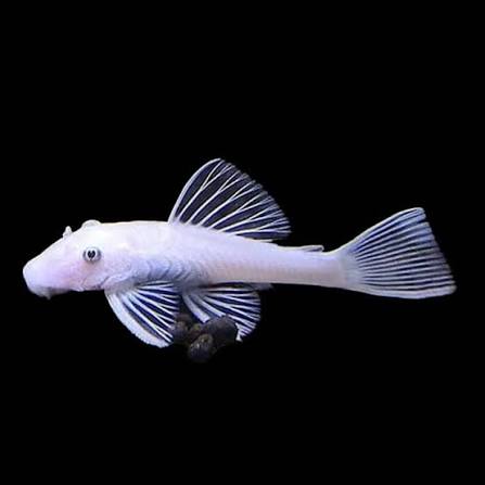 Blue Eye Albino Bushynose Pleco