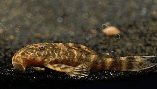 Clown Pleco