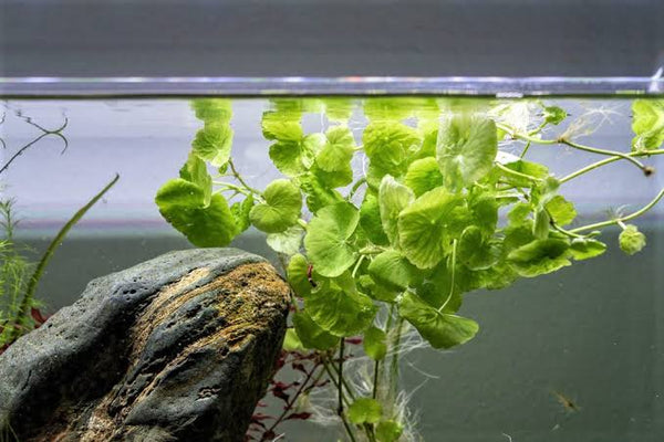 Brazilian Pennywort