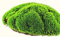Coral Moss