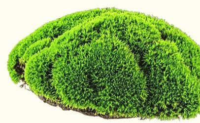 Coral Moss