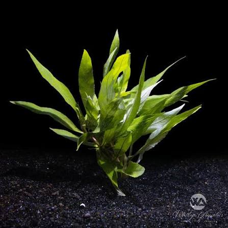 Hygro Willow