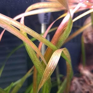 Red Jungle Vallisneria