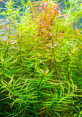 Ludwigia Needle Leaf