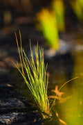 Creeping Rush