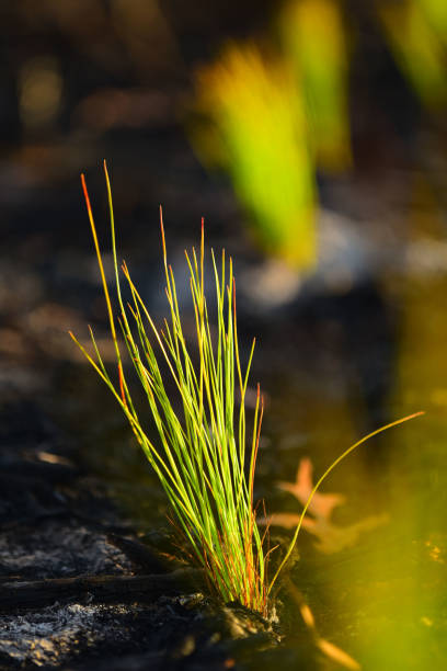 Creeping Rush