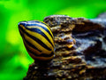 Tiger Eye Nerite Snail