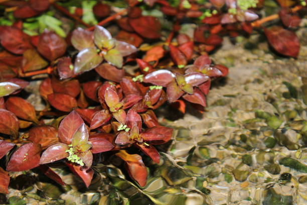 Dark Red Ludwigia