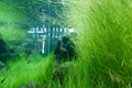 Dwarf Hairgrass